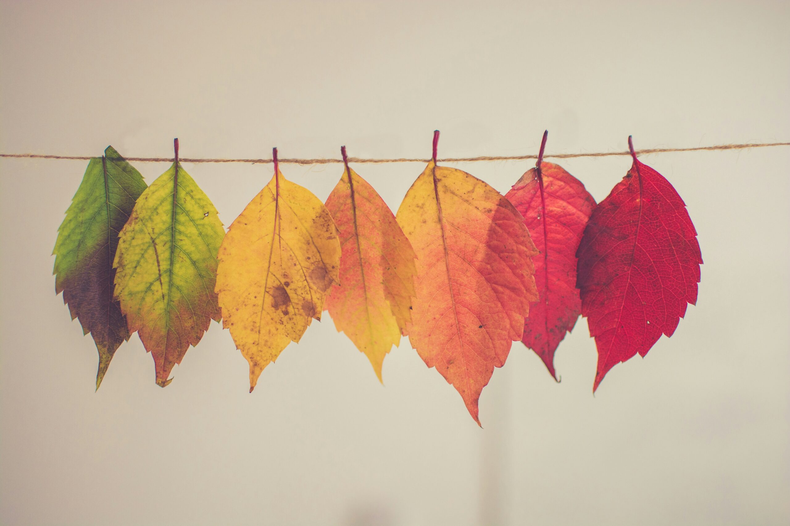 Some of our favourite advocacy resources
